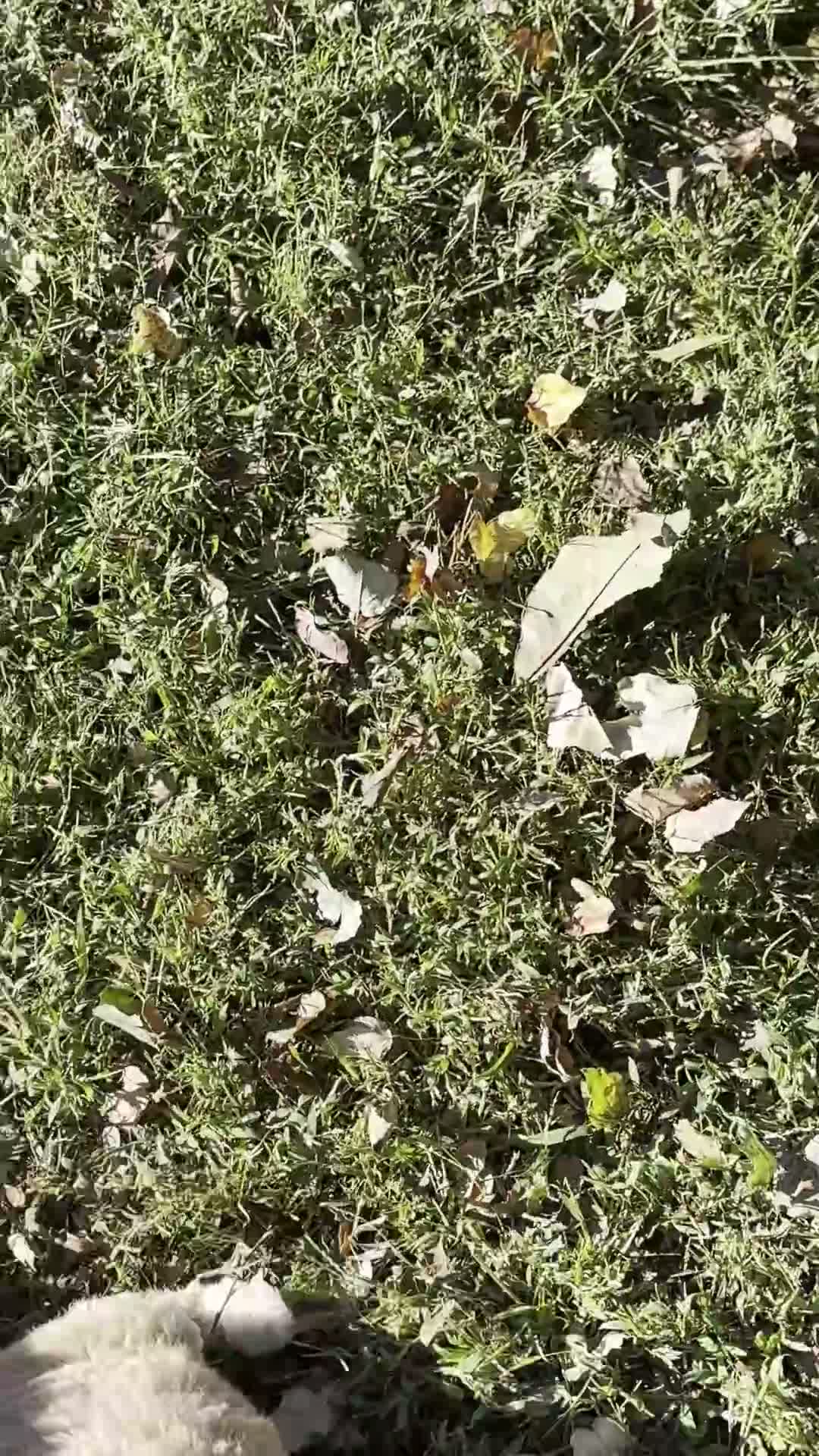 Mini Bernedoodle dogs for sale: Clover - Video 1