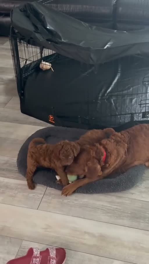 Goldendoodle dogs for sale: Goldendoodle 1 Onyx - Video 1