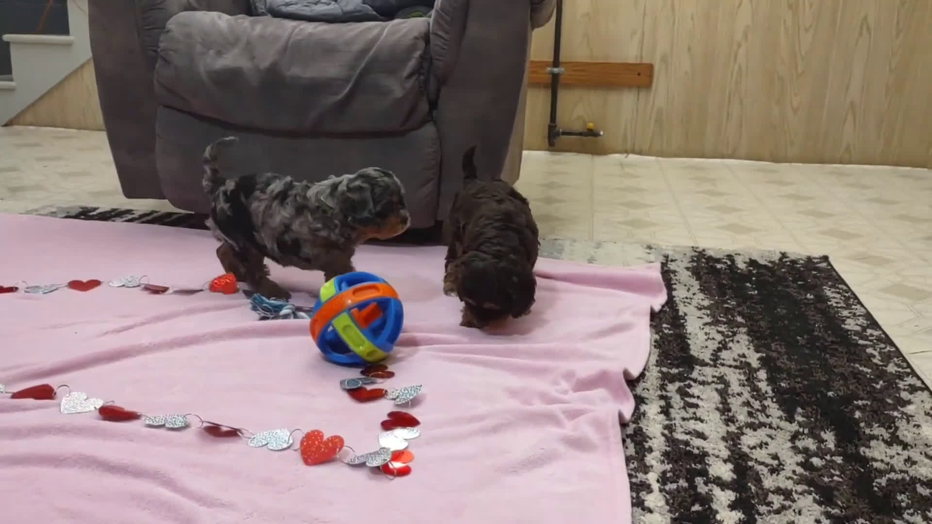 Cavapoo dogs for sale: Tessa - Video 3