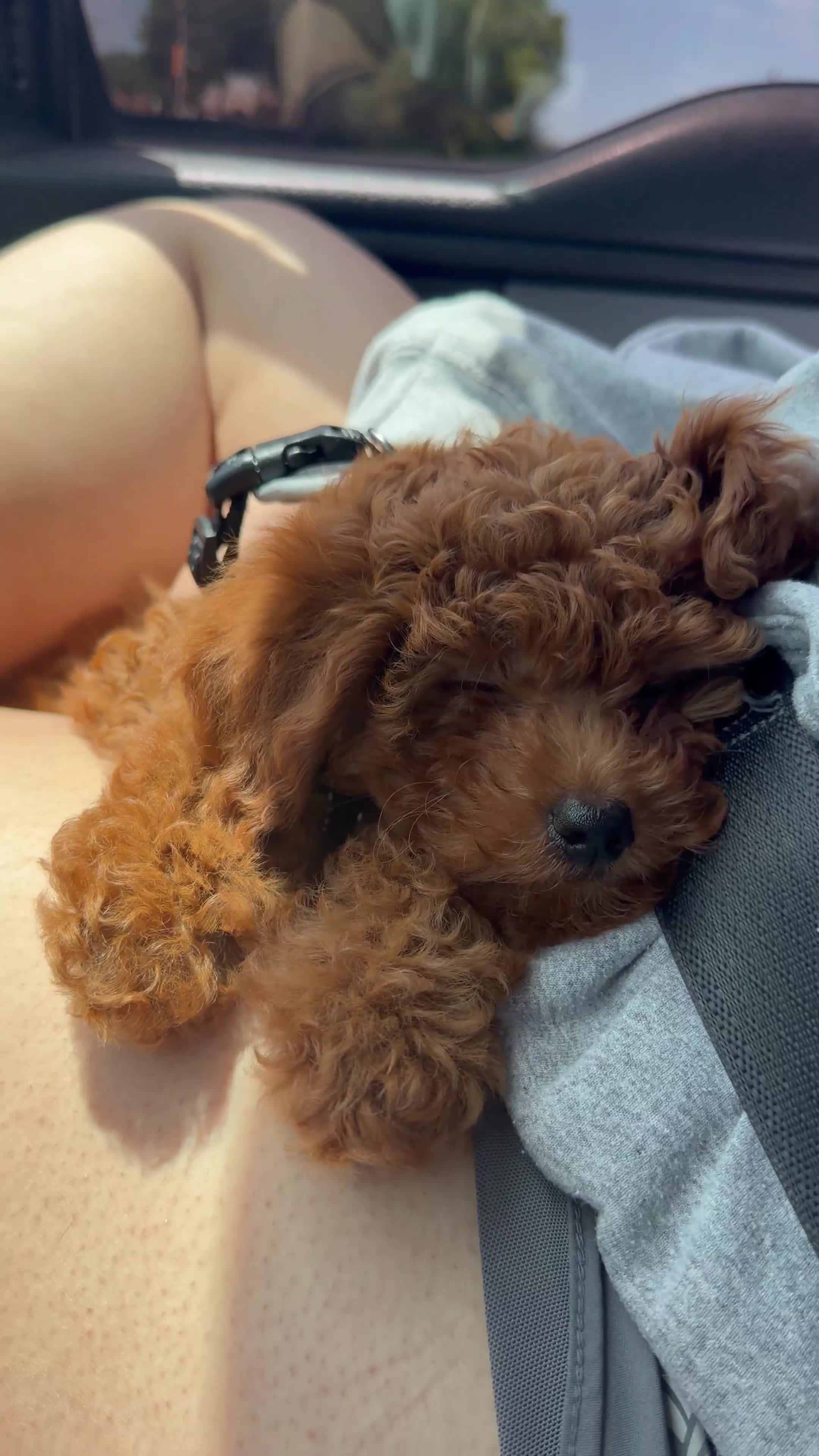 Irish Doodle dogs for sale: Irish Doodle Puppy 2 - Video 1