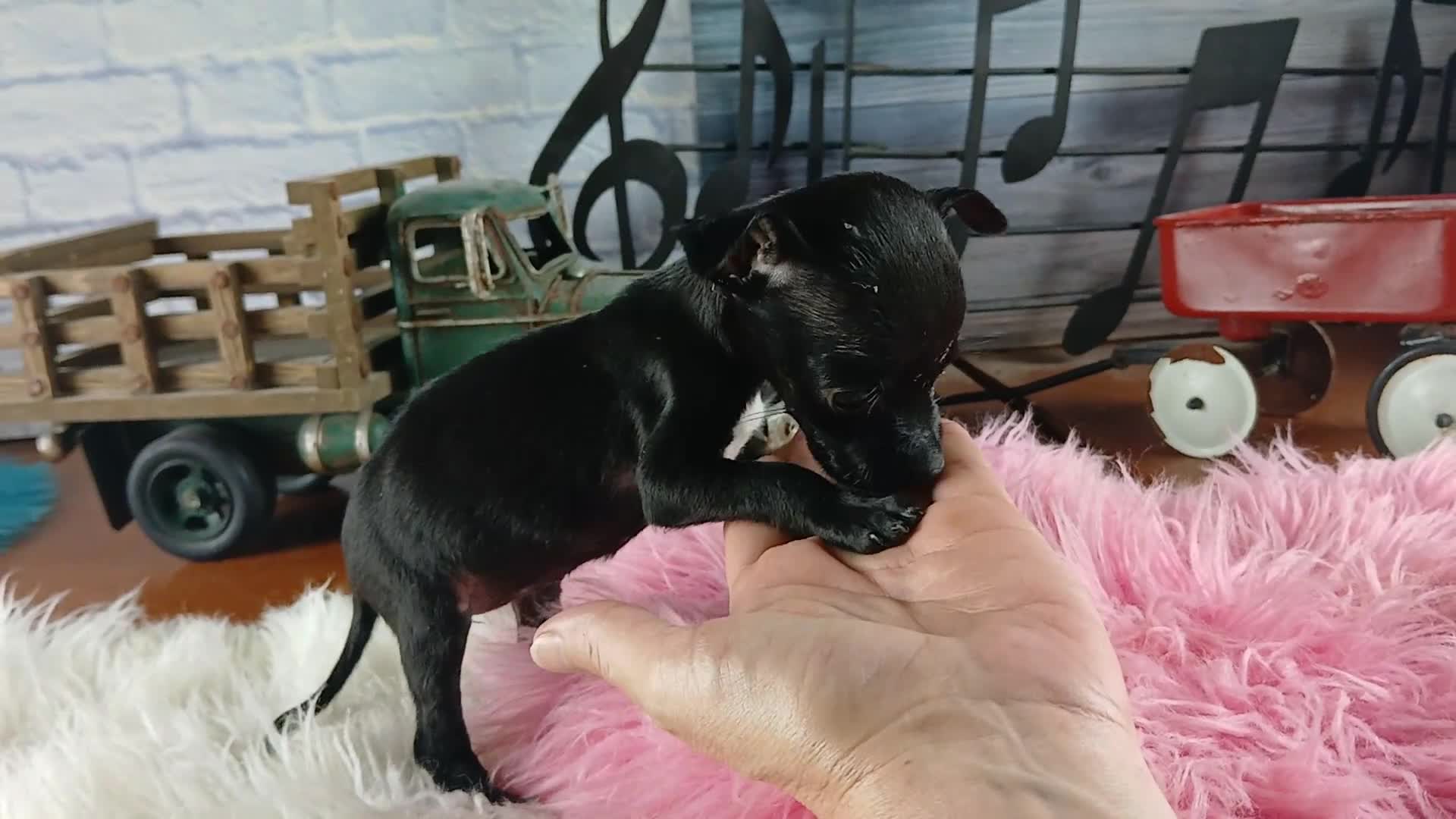 Chihuahua dogs for sale: Vanillas black girl. Hand Delivery  - Video 1