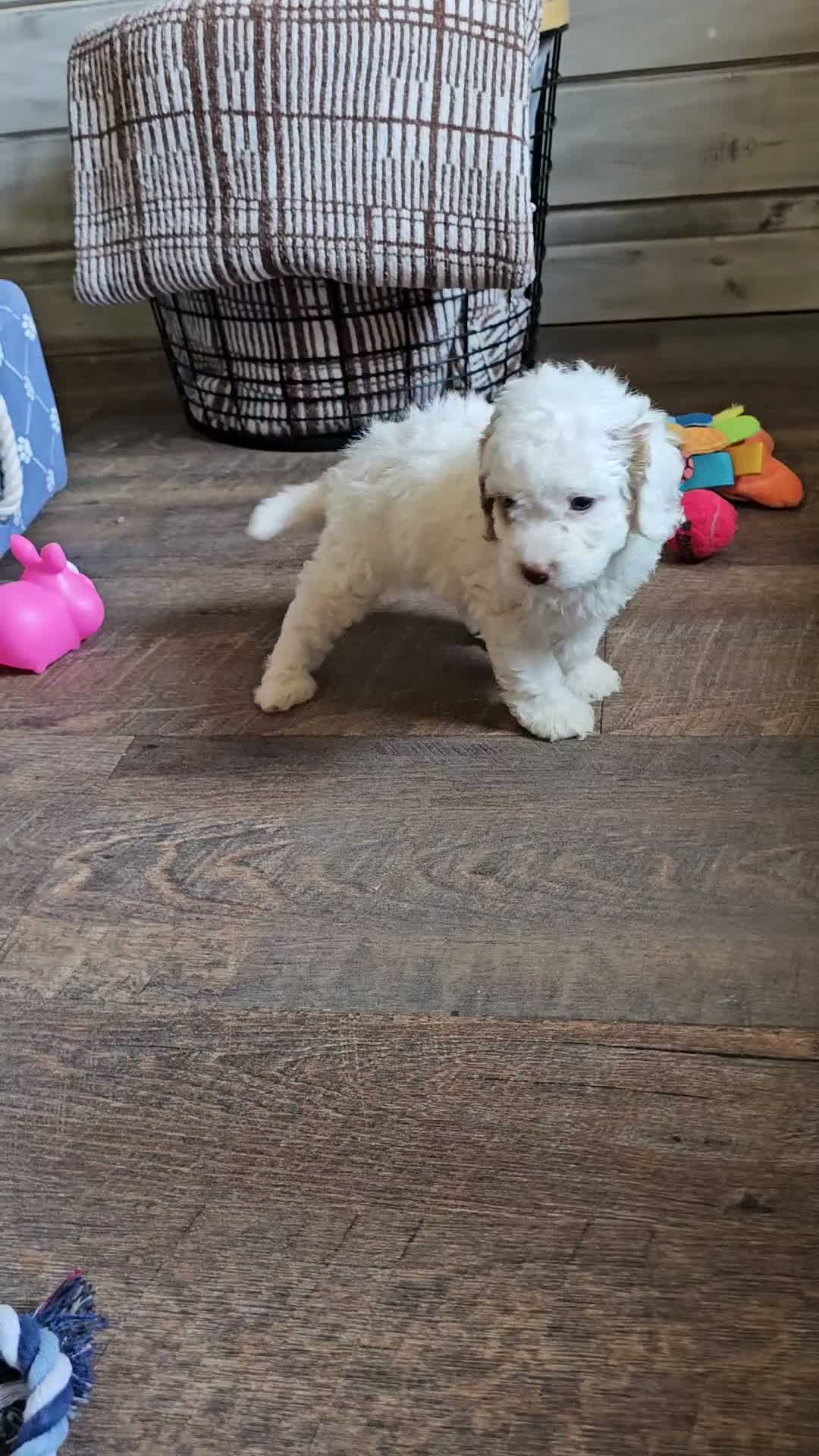 Cavapoo dogs for sale: Cavapoo 4 - Video 1