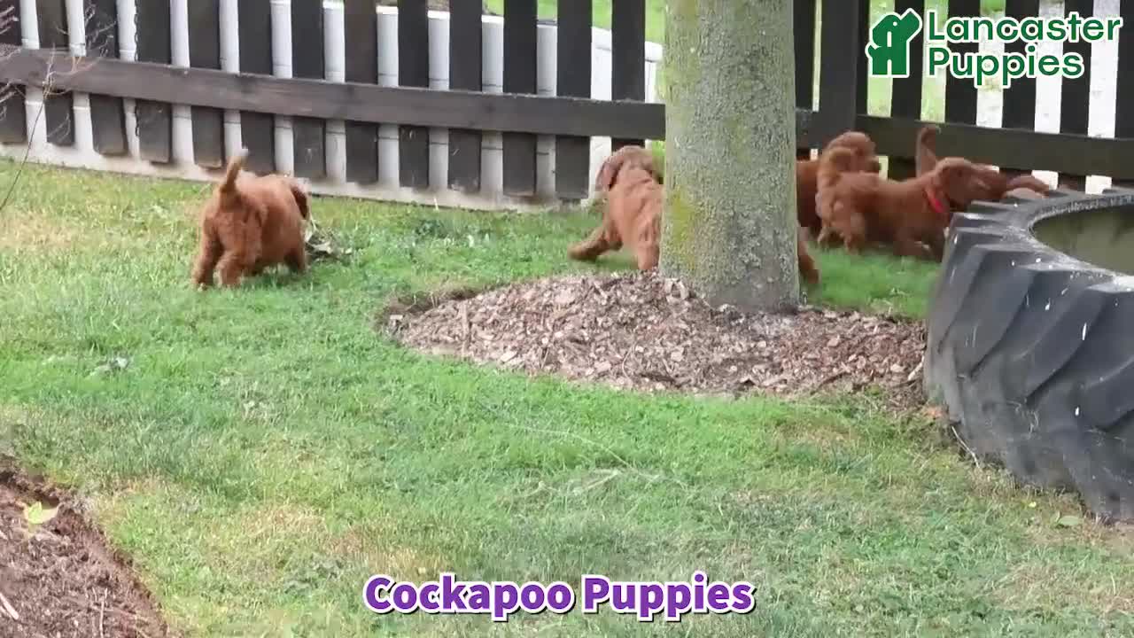 Cockapoo dogs for sale: Sienna - Video 1