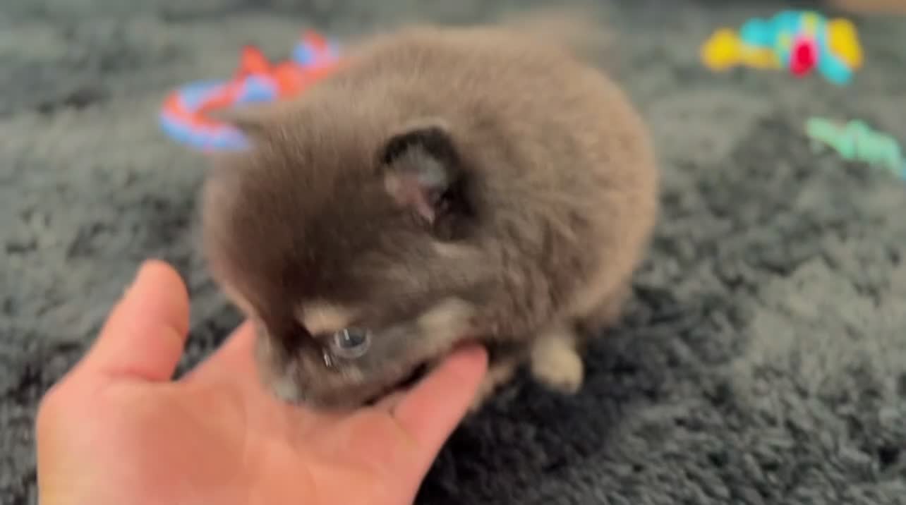 Pomeranian dogs for sale: Shadow - Video 2