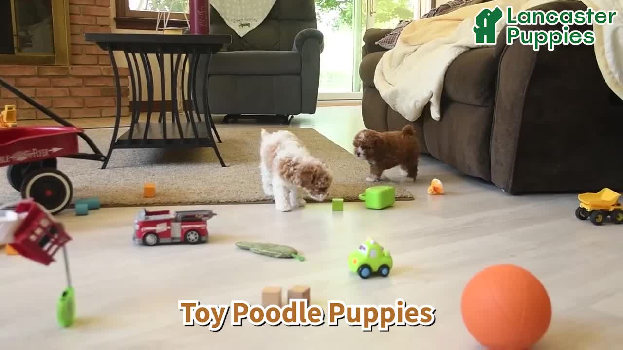 Toy Poodle dogs for sale: Ranger  - Video 1