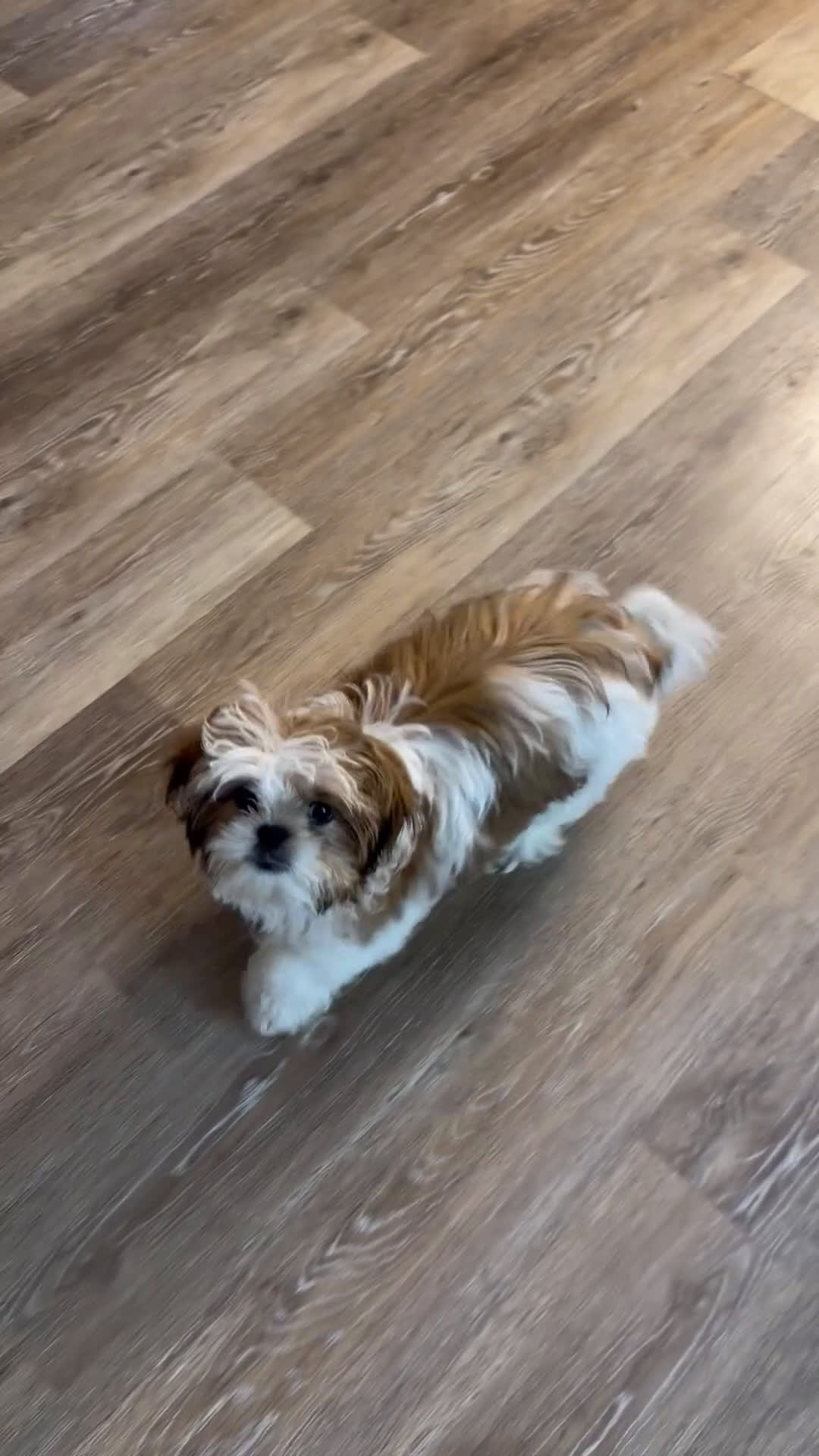 Shih Tzu dogs for sale: Male Shih Tzu Male Shih Tzu Puppy – 4 Months – Ready to Go Home (Watson) - Video 3