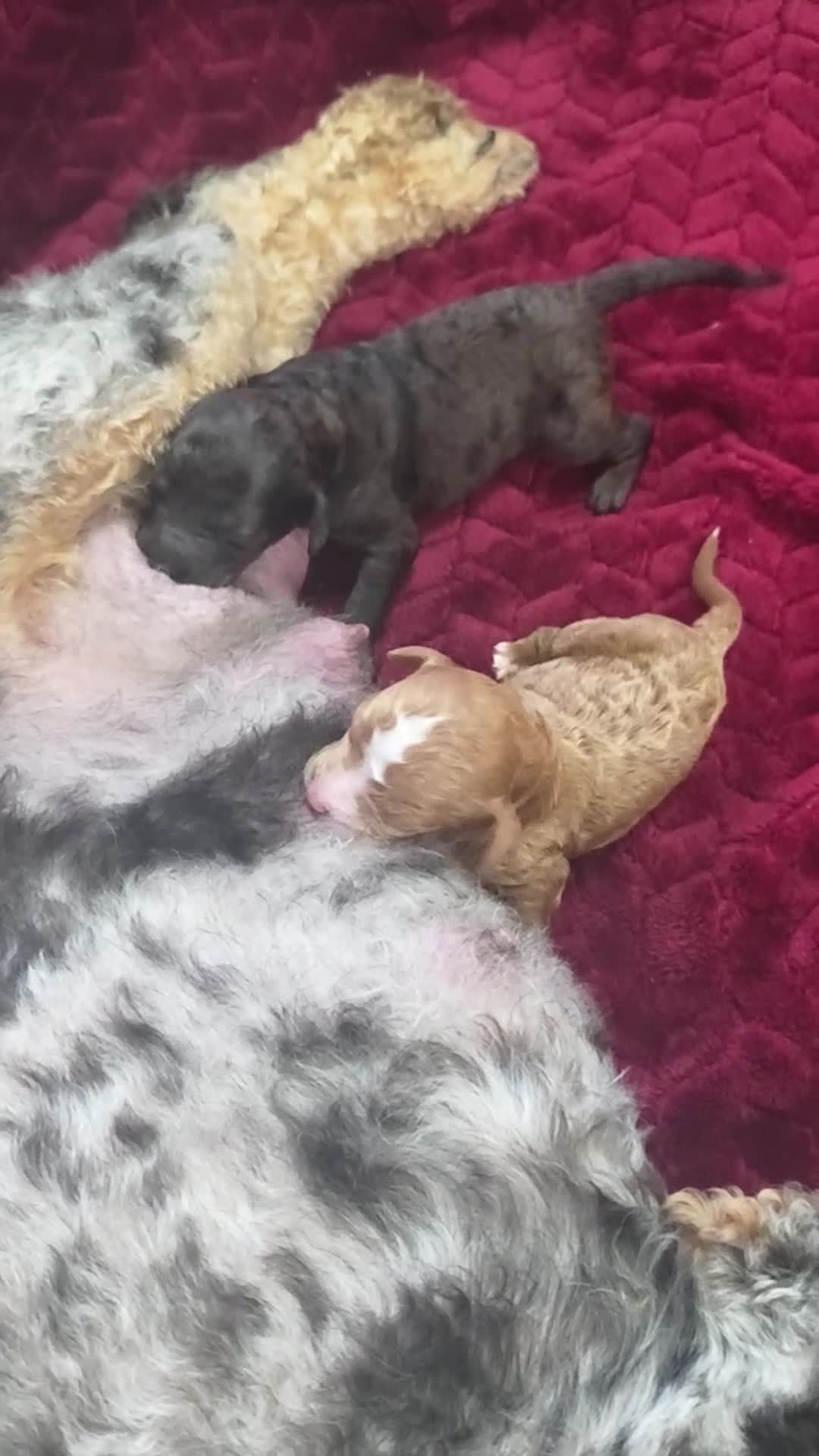 Mini Goldendoodle dogs for sale: Biscuit  - Video 1
