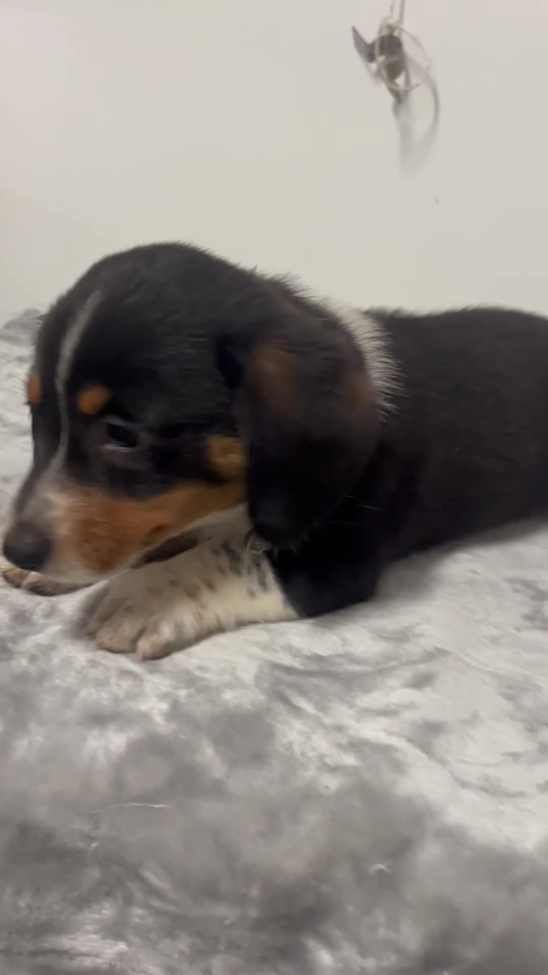 Mixed Breed dogs for sale: Angus  - Video 1