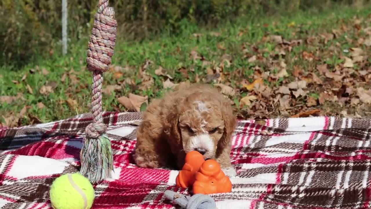 Miniature Poodle dogs for sale: August (AKC) - Video 1