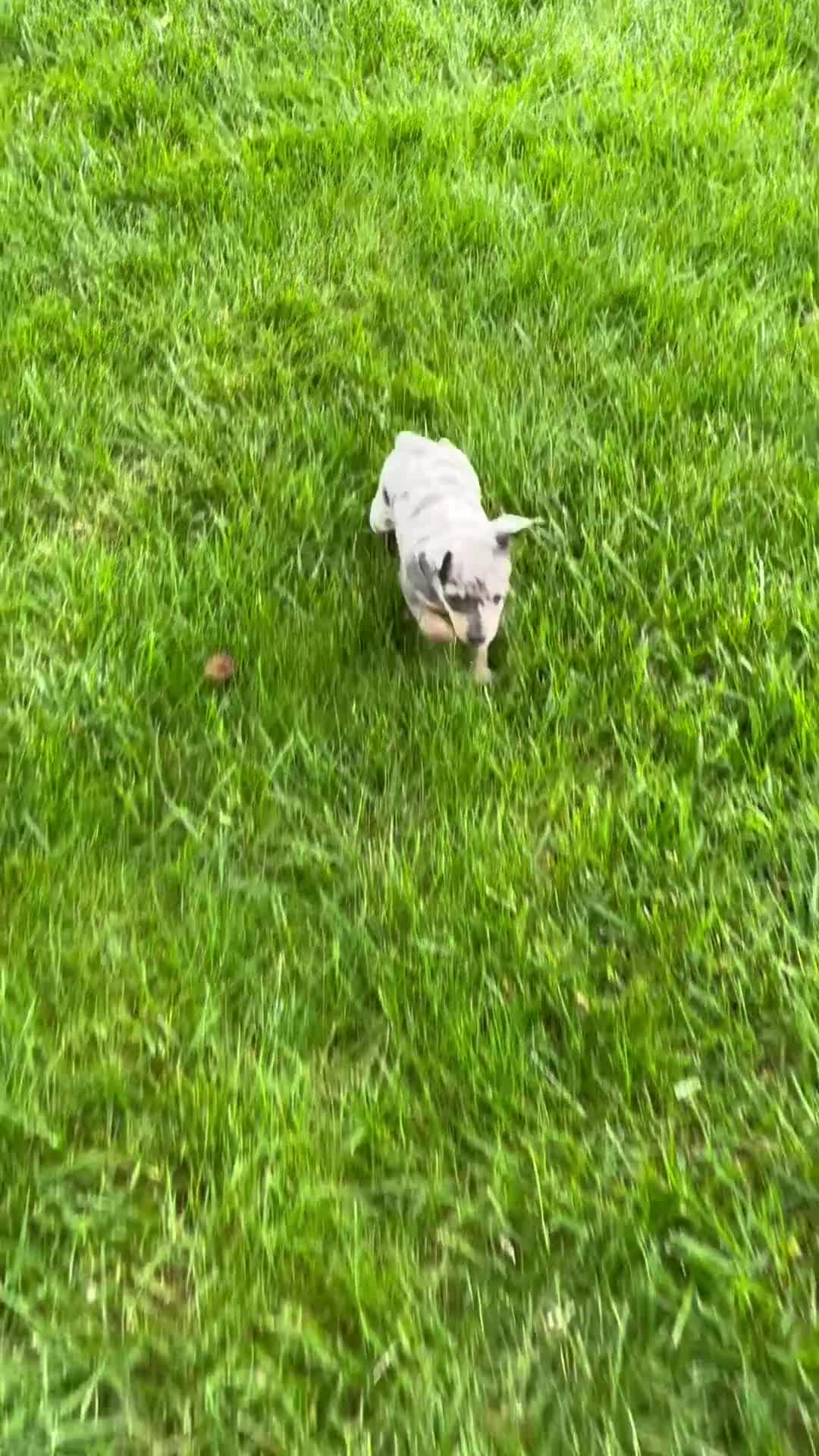 Miniature Pinscher dogs for sale: June - Video 1