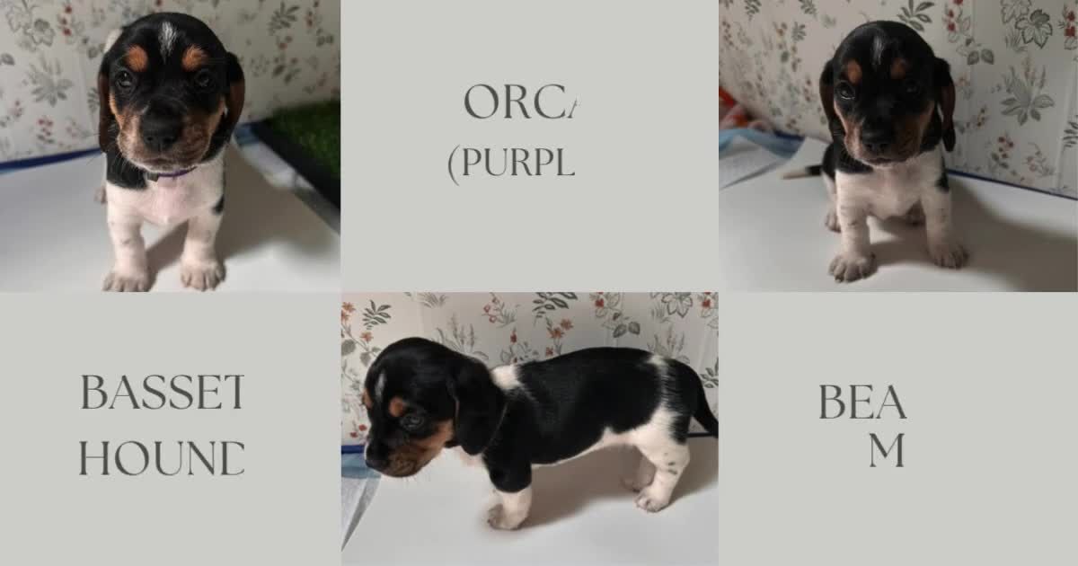 Mixed Breed dogs for sale: Orca - Video 1