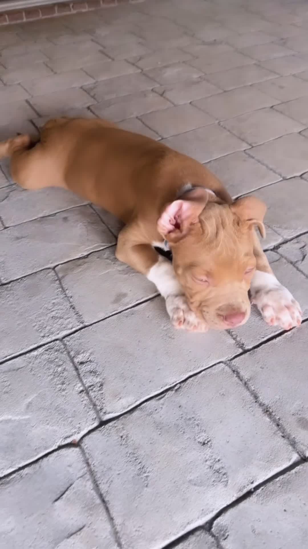 American Bully dogs for sale: American Bully Puppy 7 - Video 2
