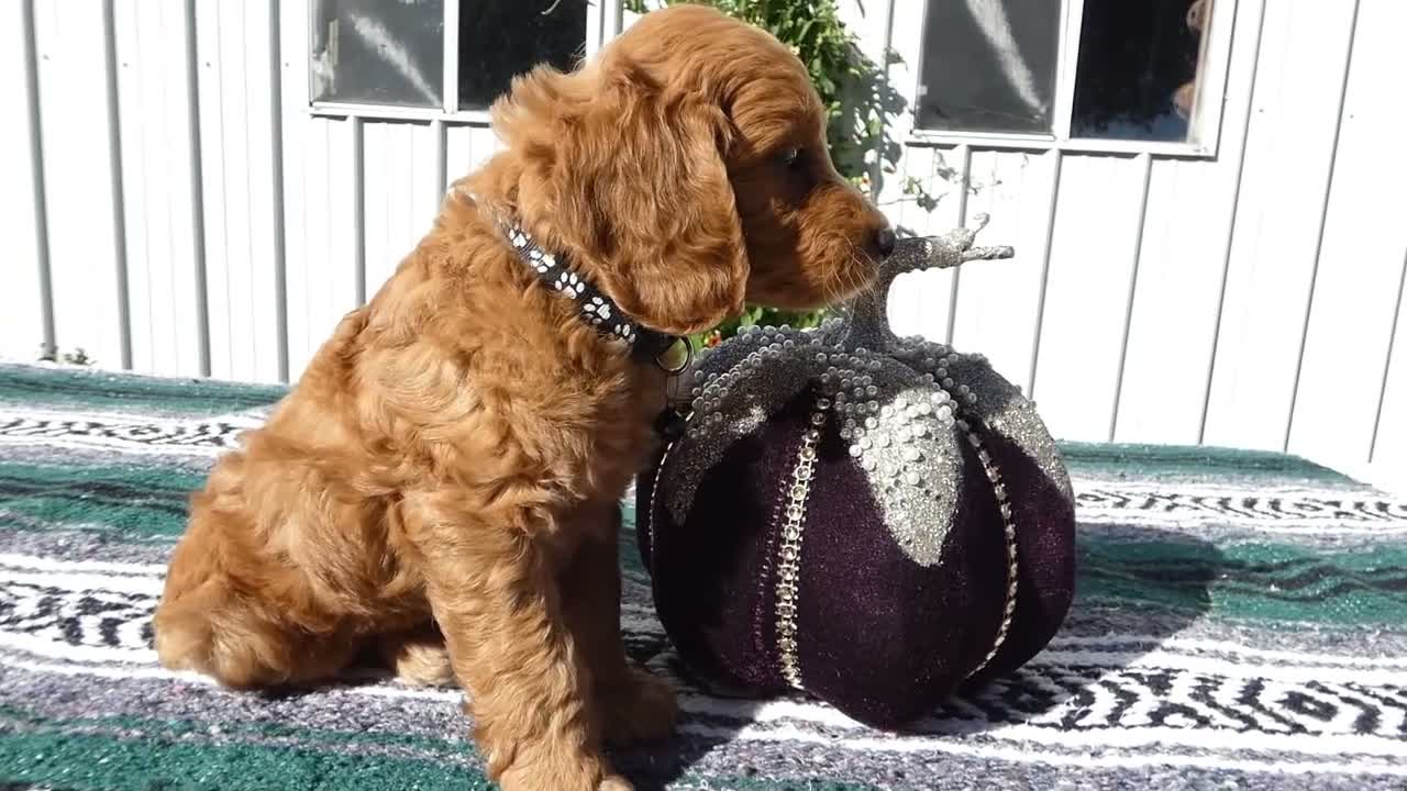Mini Goldendoodle dogs for sale: Mini Goldendoodle 3 Lolo - Video 1