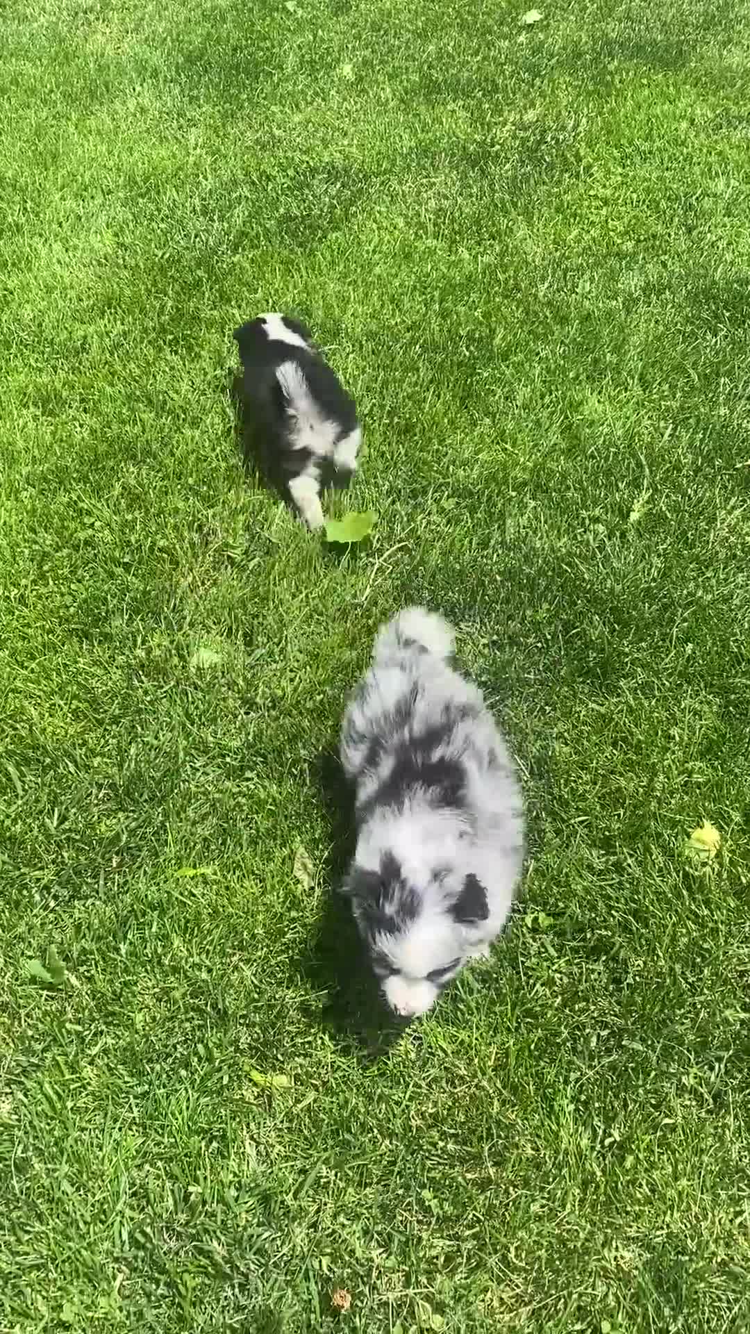 Mixed Breed dogs for sale: Maple - Video 1
