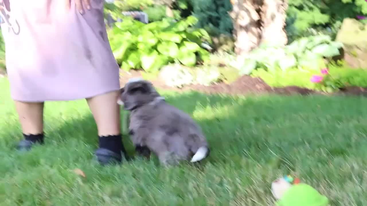 Mini Bernedoodle dogs for sale: Whyatt - Video 1