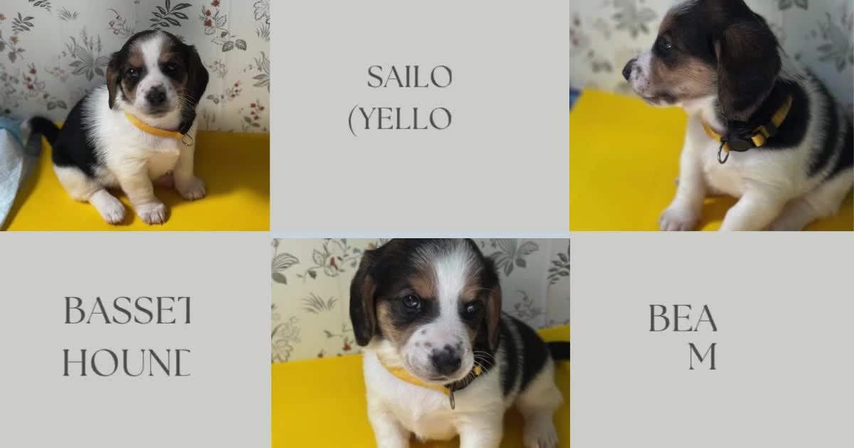 Mixed Breed dogs for sale: Mahi - Video 1