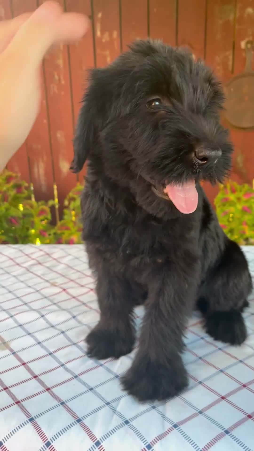 Giant Schnauzer dogs for sale: Olivia - Video 1