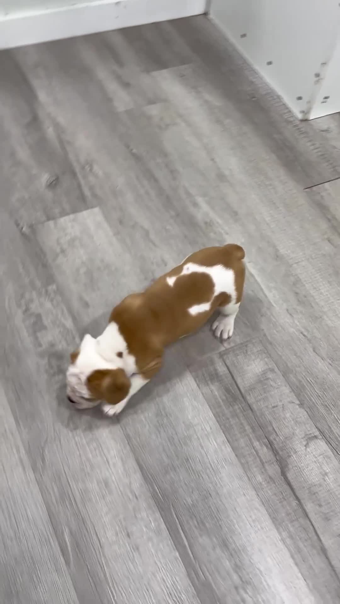 Beabull dogs for sale: Duke - Video 6