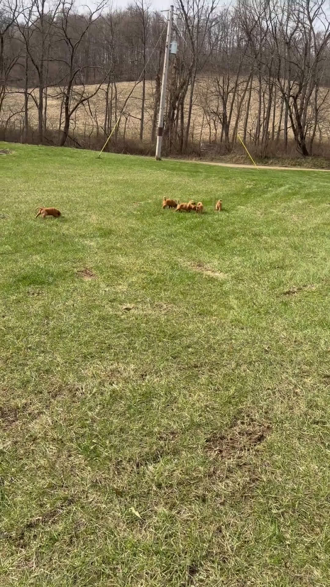 Golden Retriever dogs for sale: Black collar - Video 2