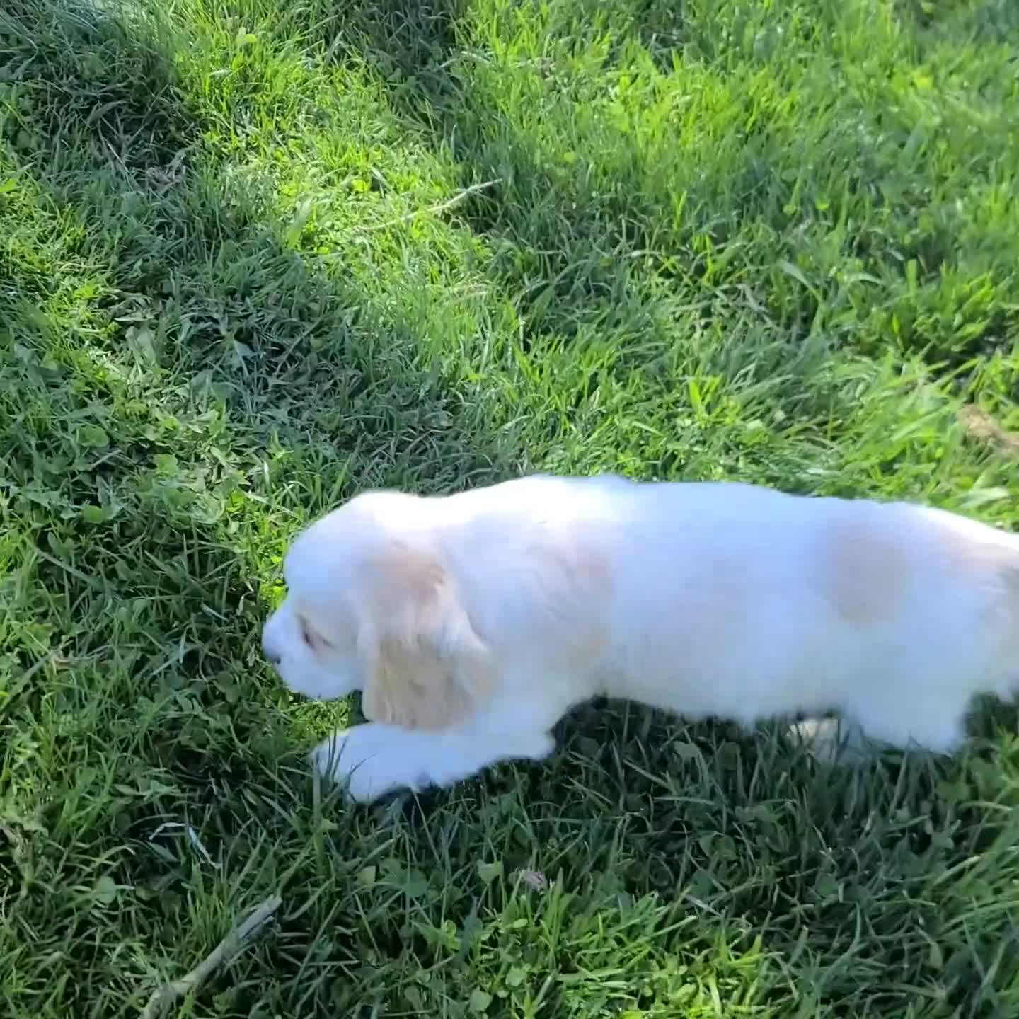 Cocker Spaniel dogs for sale: Walker - Video 1