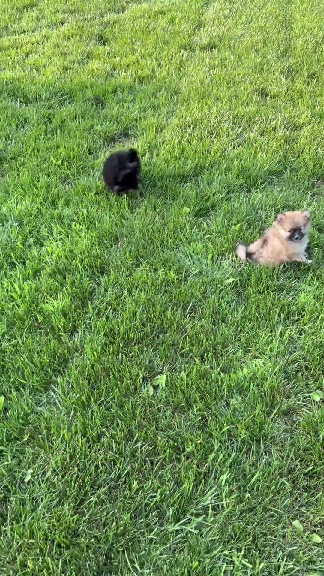 Pomeranian dogs for sale: Justin - Video 1