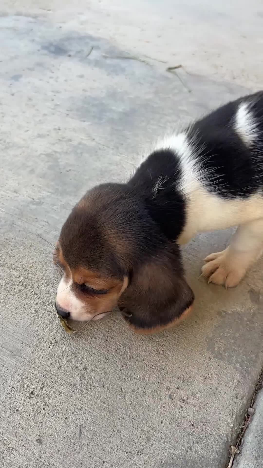 Beagle dogs for sale: Lola - Video 2