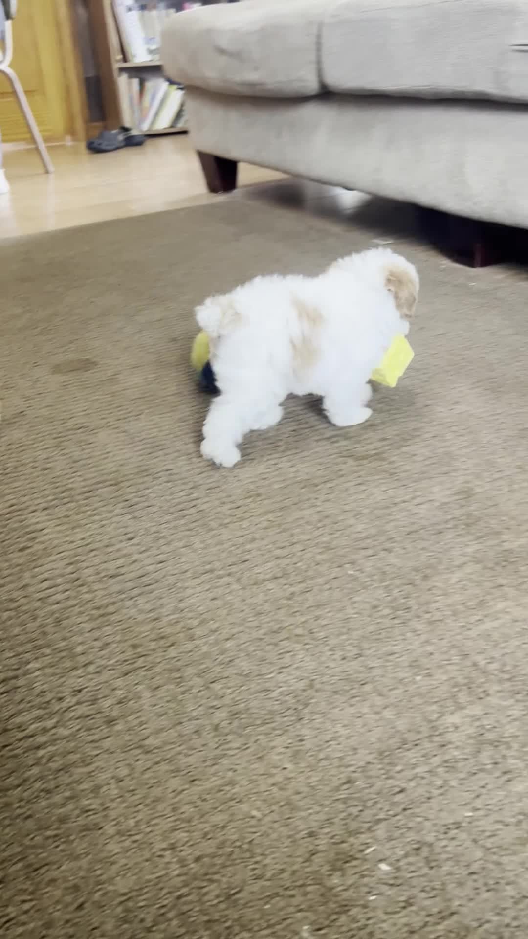 Toy Poodle dogs for sale: Poppy - Video 1