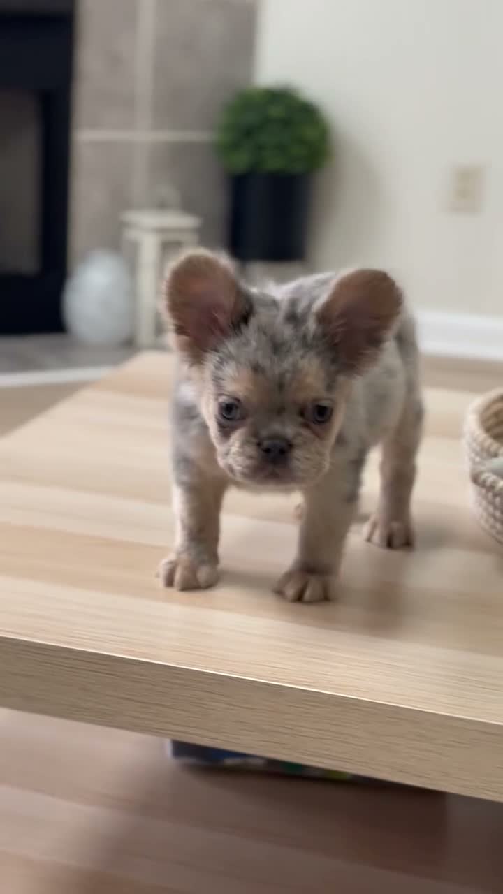 French Bulldog dogs for sale: Blueface ( Blue y tan Merle /fluffy ) male  - Video 1