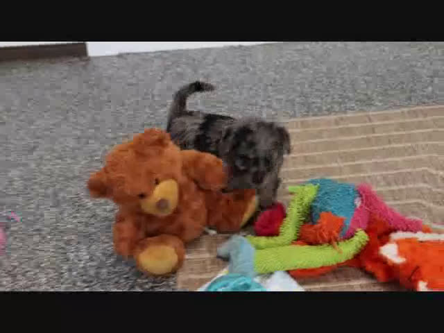 Mini Goldendoodle dogs for sale: Hazel - Video 1