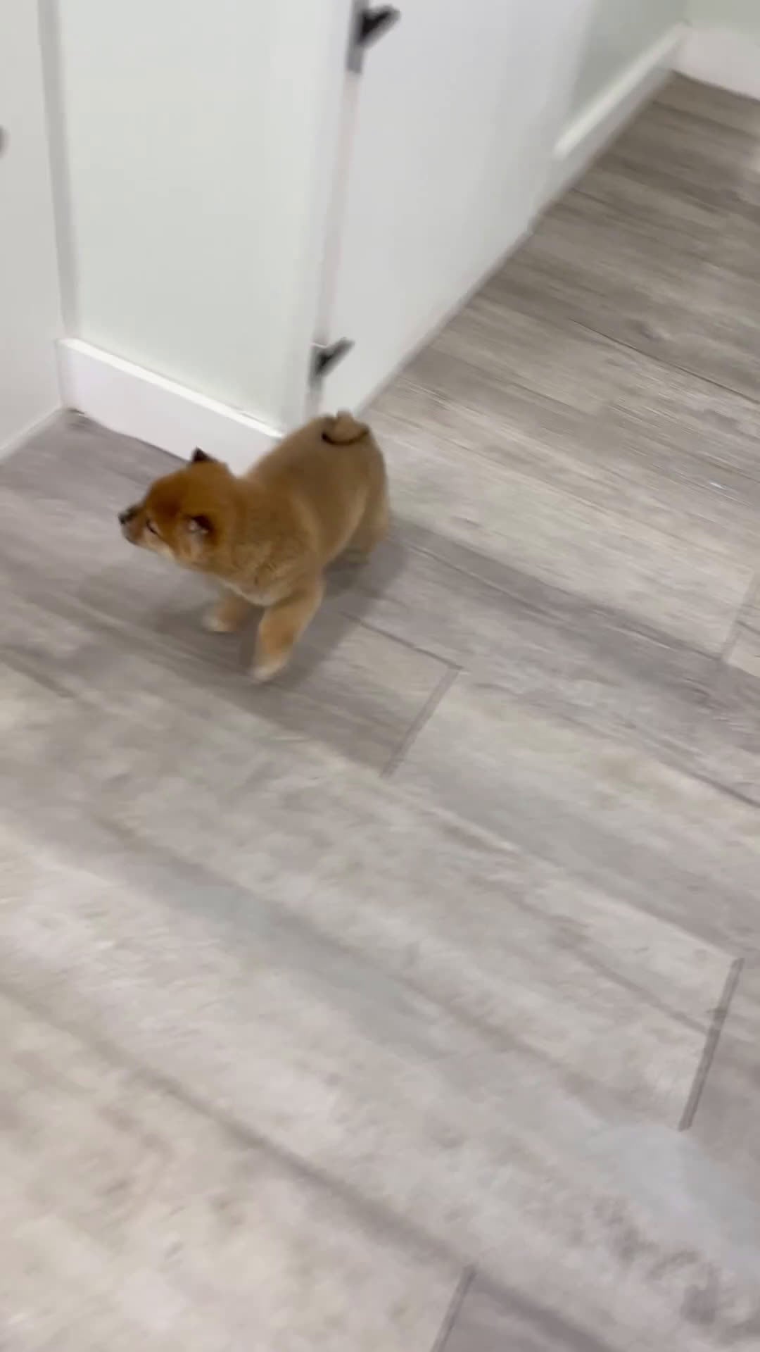 Shiba Inu dogs for sale: Lanie - Video 1