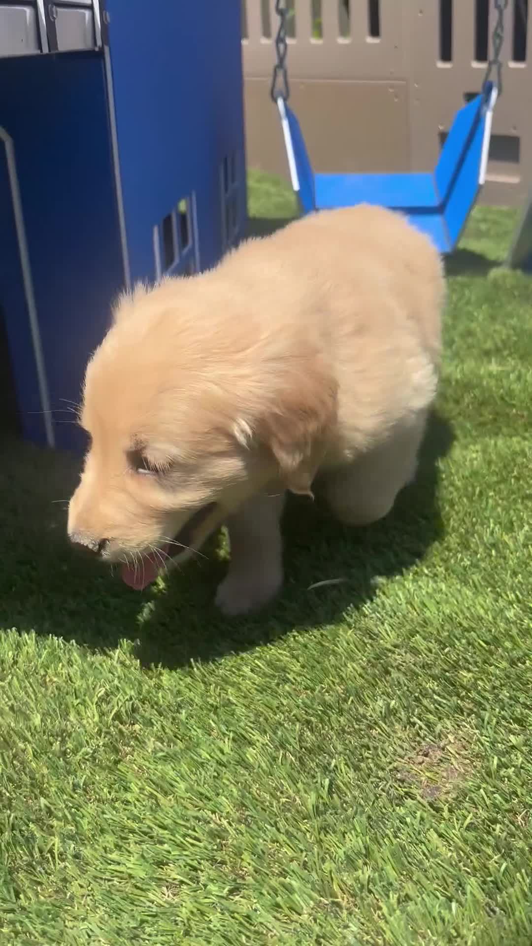 Golden Retriever dogs for sale:  Pheonix - Video 1