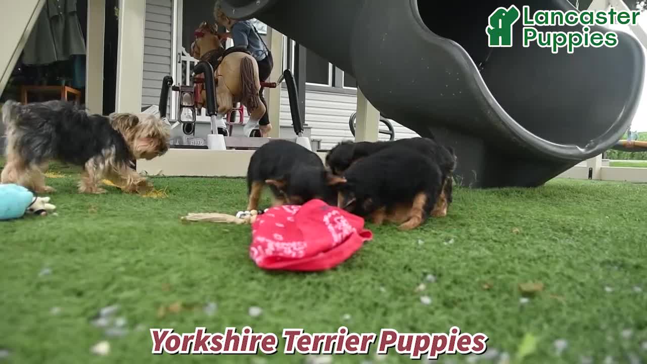 Yorkshire Terrier dogs for sale: Tigger - Video 1