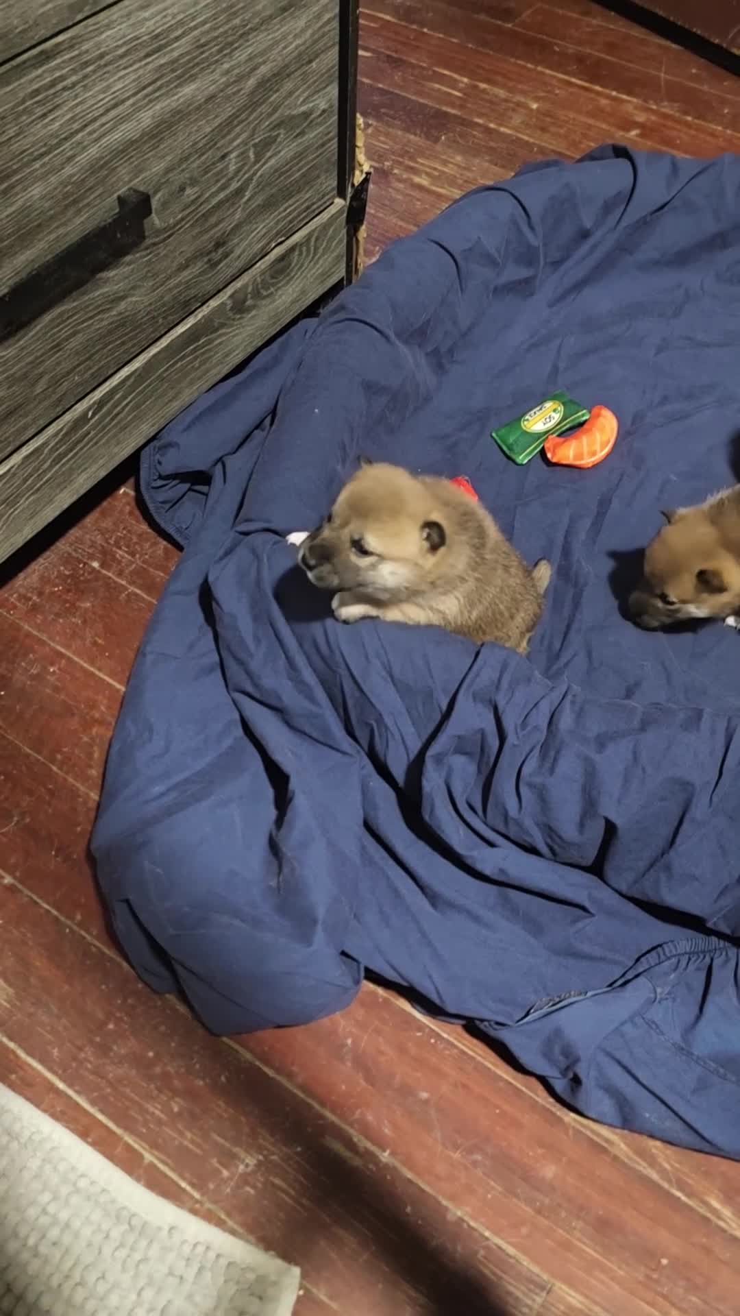 Shiba Inu dogs for sale: Shiba Inu Puppy 5 - Video 3