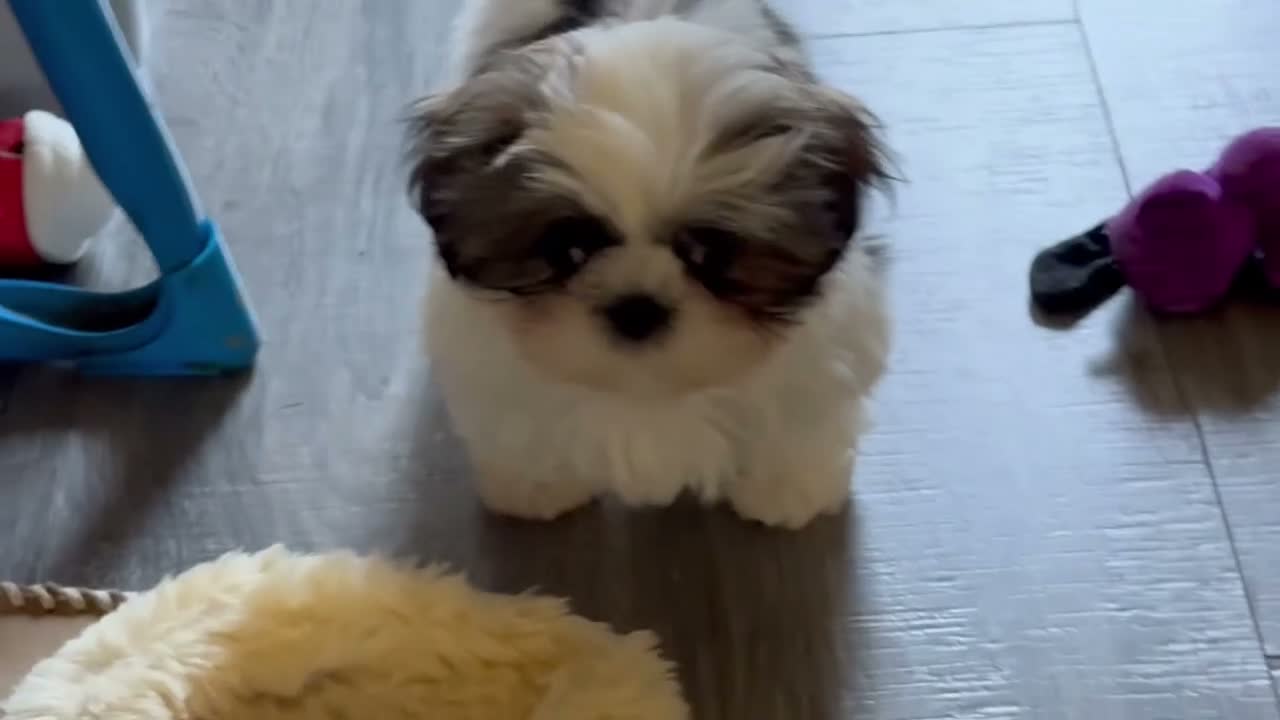 Shih Tzu dogs for sale: Shih Tzu 1 - Video 1