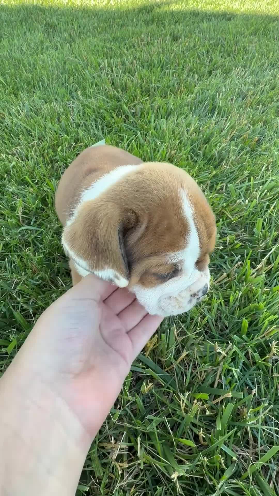 Beabull dogs for sale: Ana - Video 1