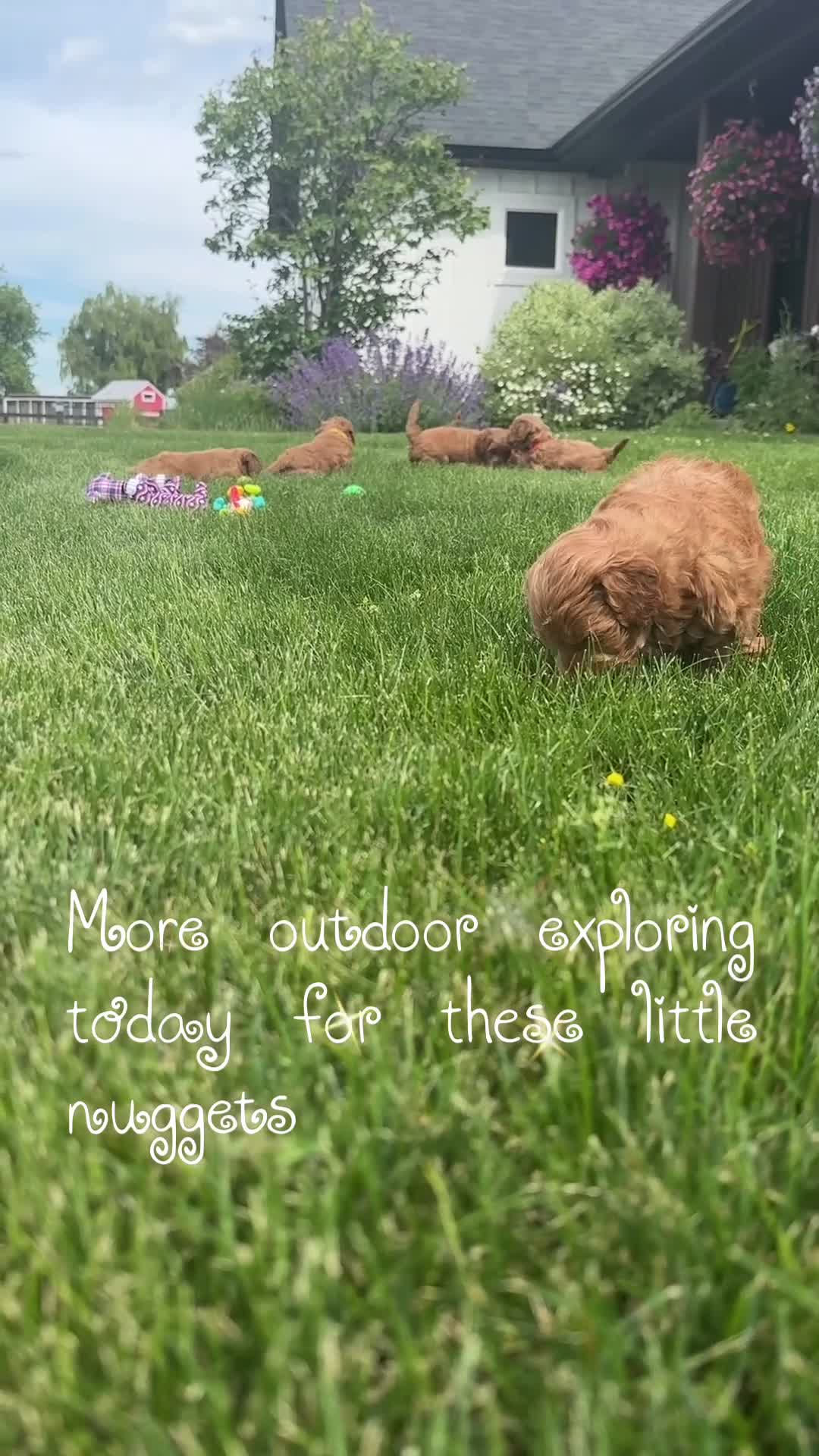 Mini Goldendoodle dogs for sale: Mini Goldendoodle 1 - Video 1