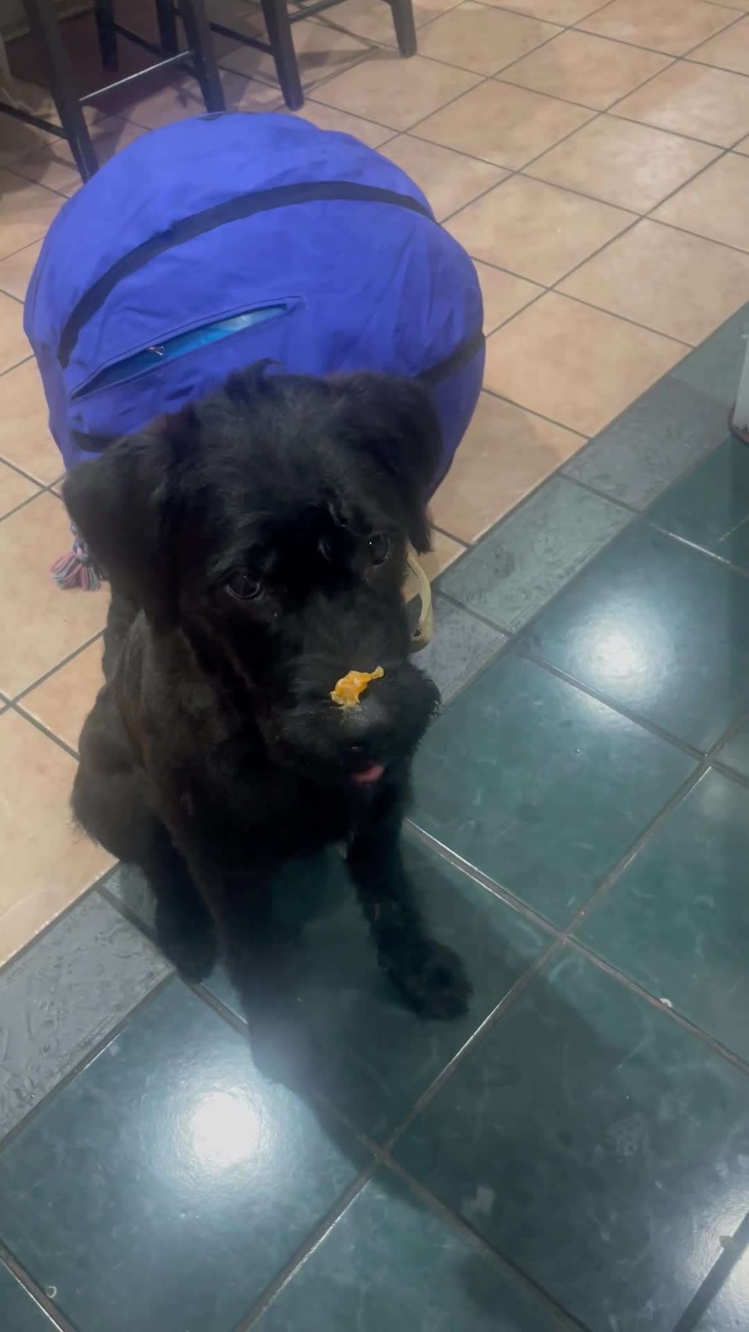 Mixed Breed dogs for sale: Kodah  - Video 4