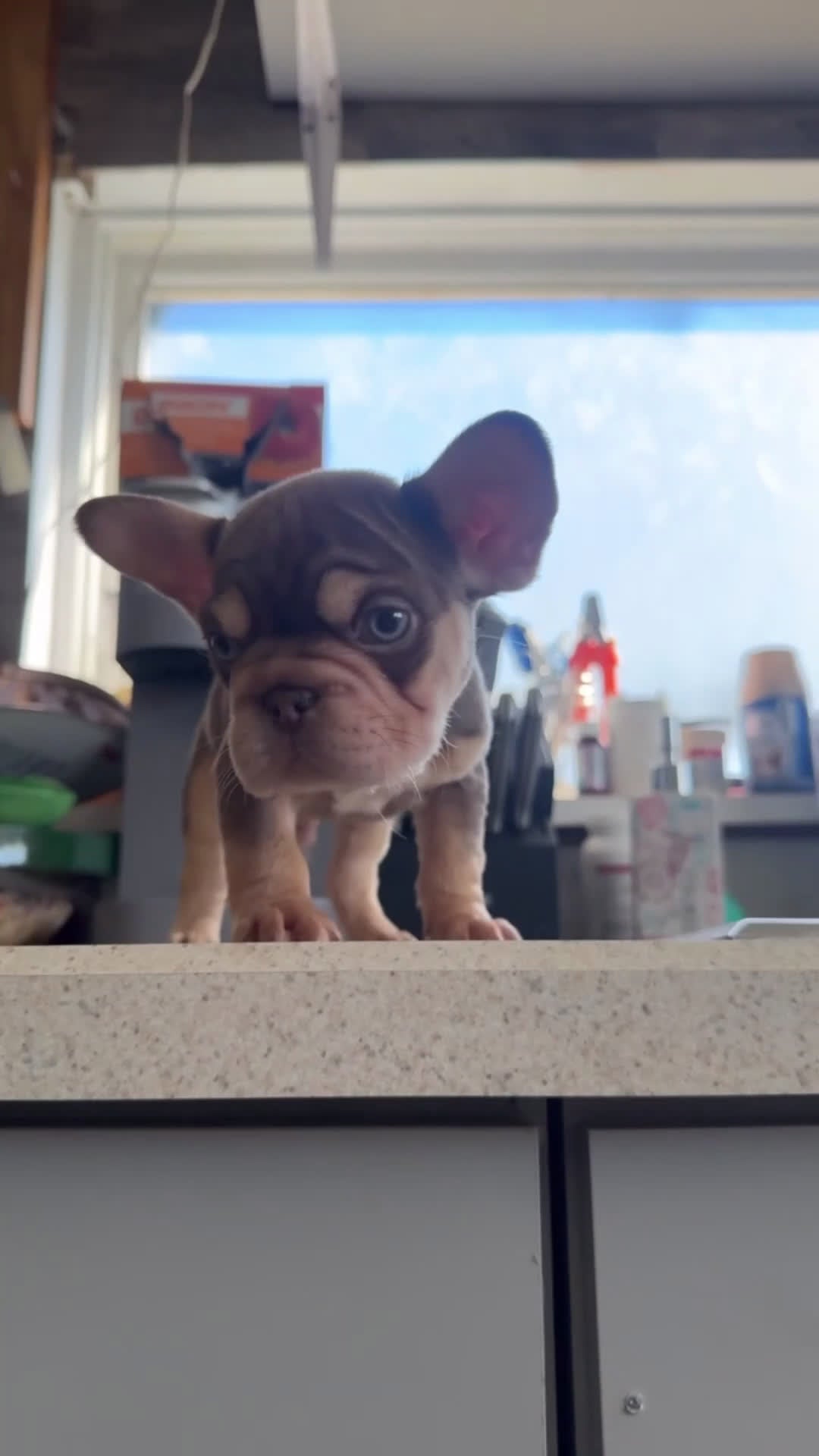 French Bulldog dogs for sale: laneigh - Video 1