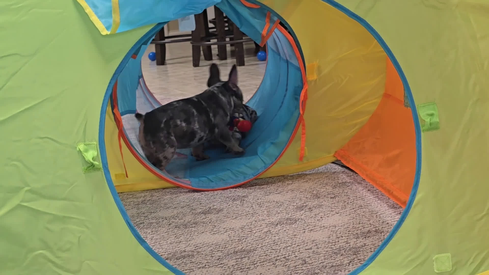 French Bulldog dogs for sale: Remi - Video 2