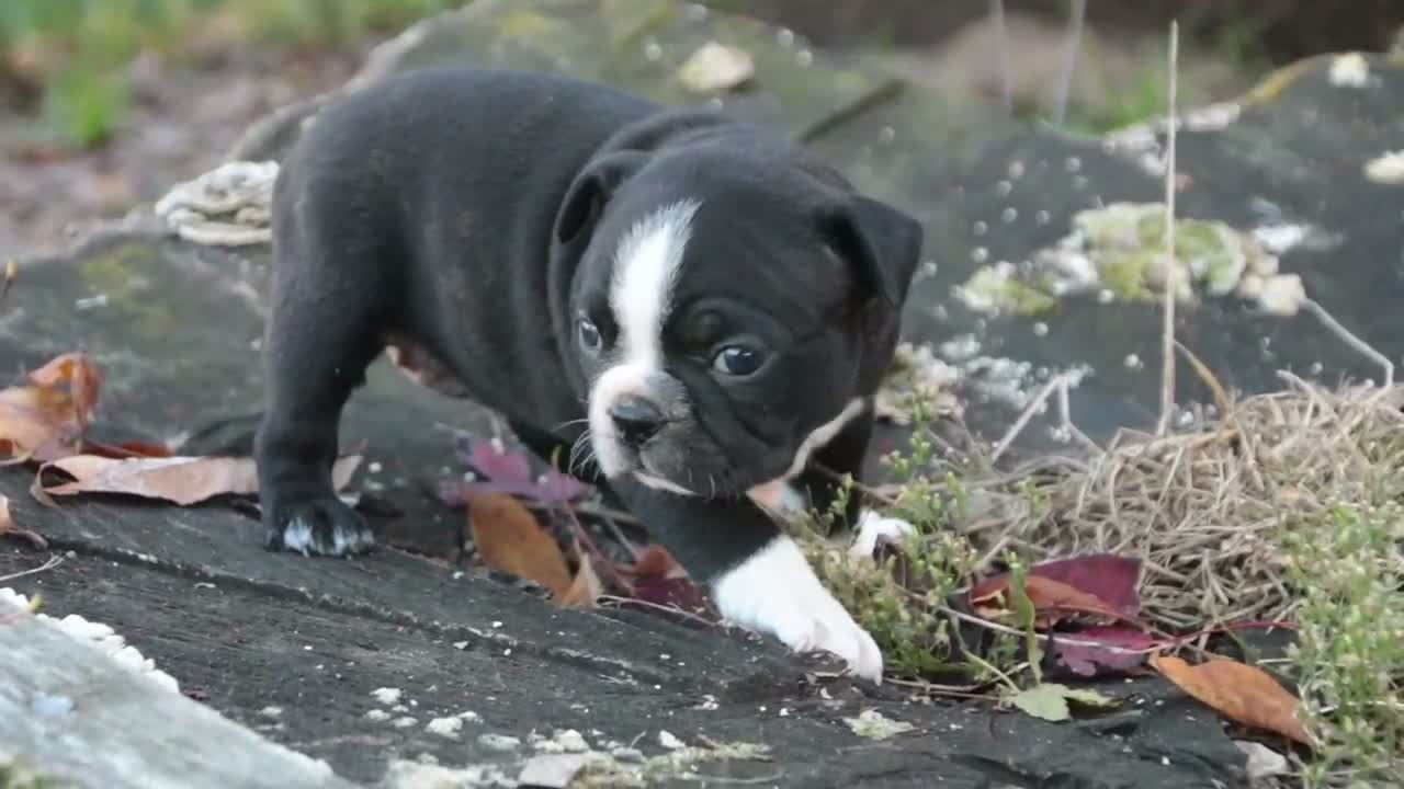 Boston Terrier dogs for sale: Carol Boston Terrier  - Video 3