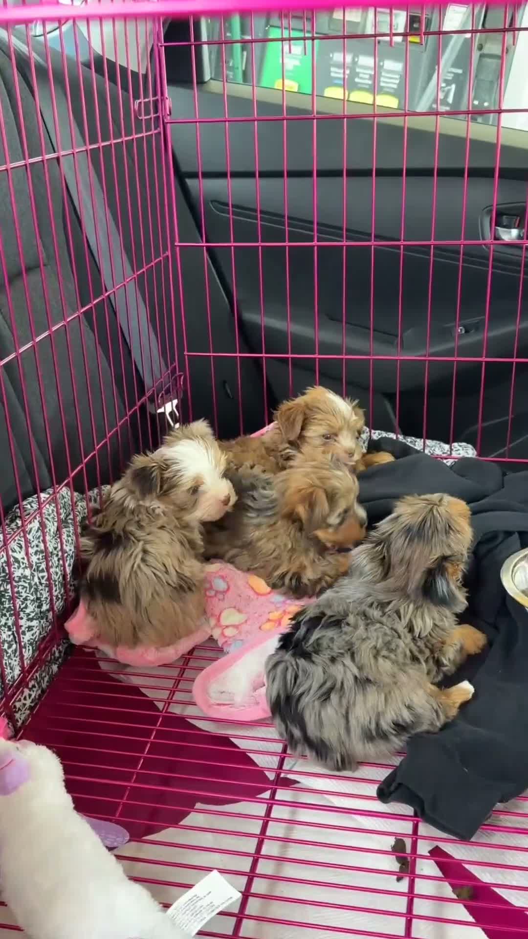 Yorkshire Terrier dogs for sale: Rayne  - Video 2