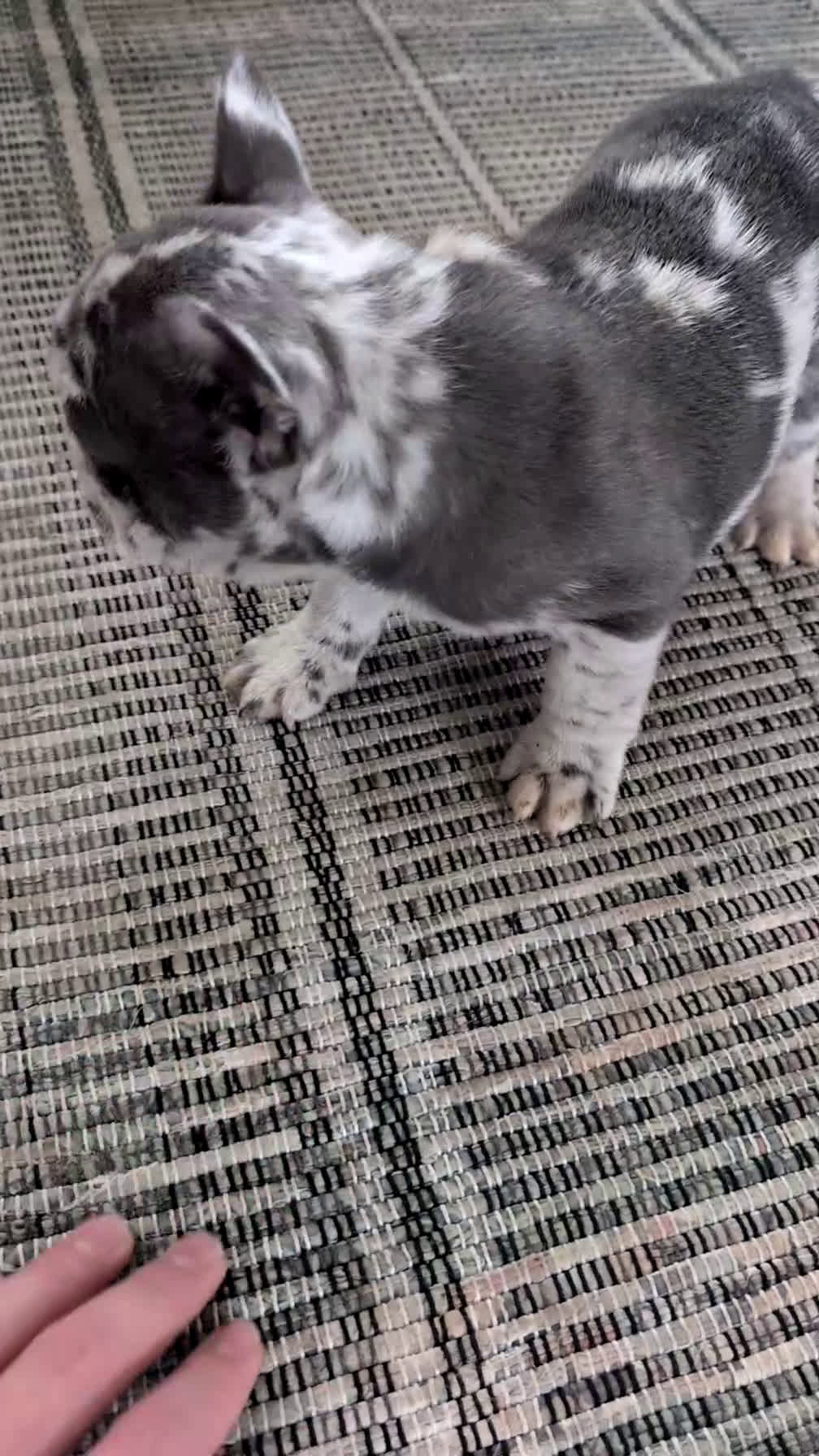 French Bulldog dogs for sale: Nemo  - Video 1