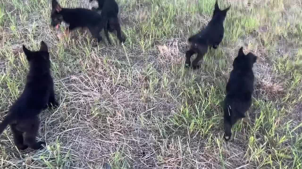 German Shepherd dogs for sale: Gina - Video 2