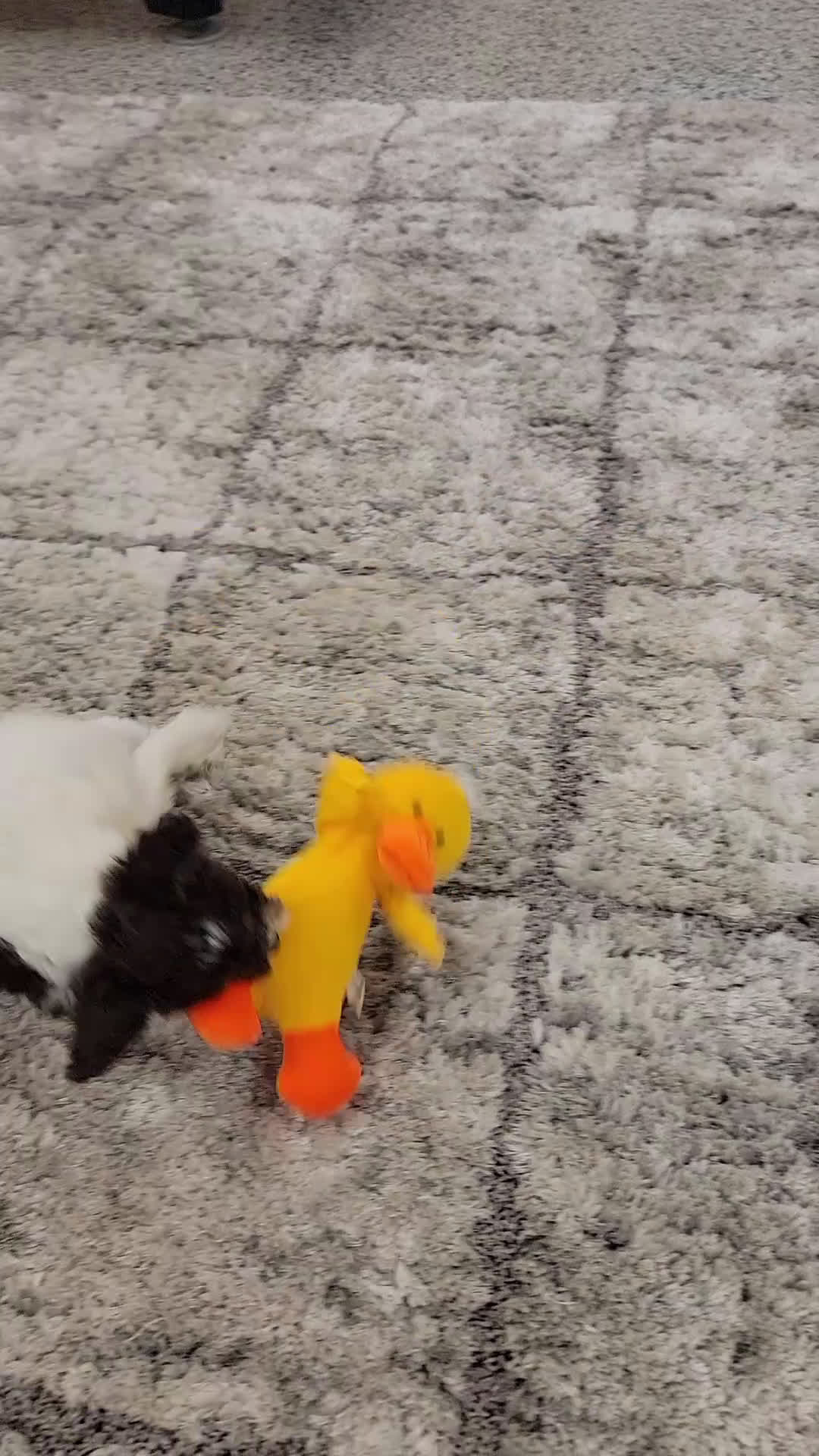 Boston Terrier dogs for sale: Benson - Video 1