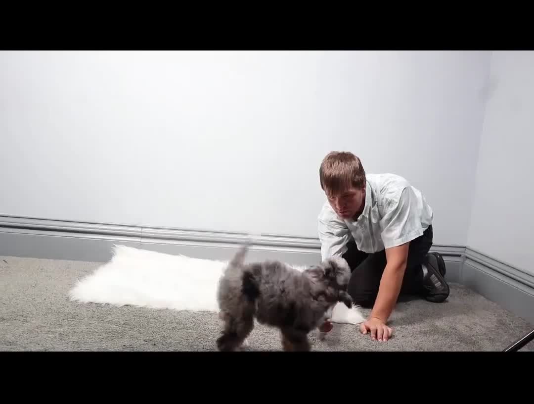 Mini Bernedoodle dogs for sale: Fern  - Video 1