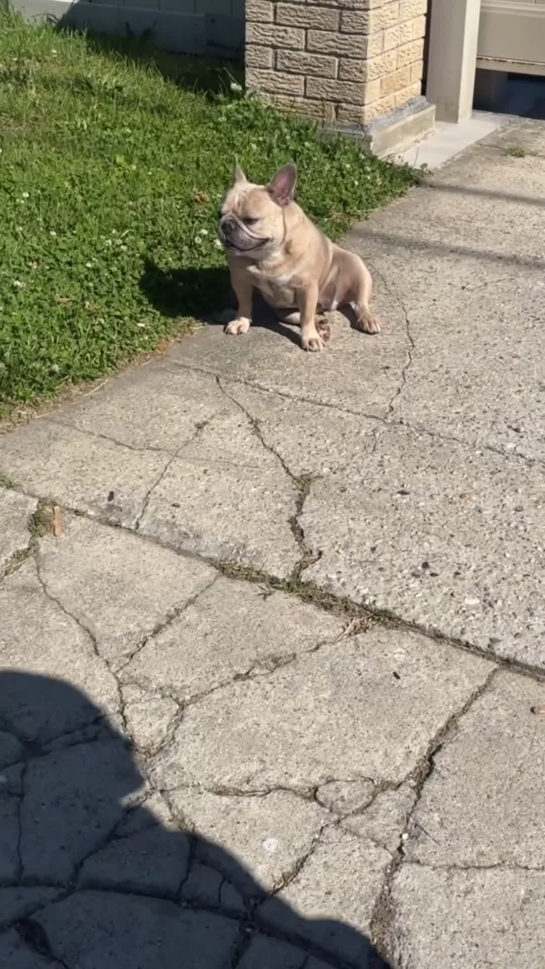 French Bulldog dogs for sale: French Bulldog Puppy 2 - Video 2