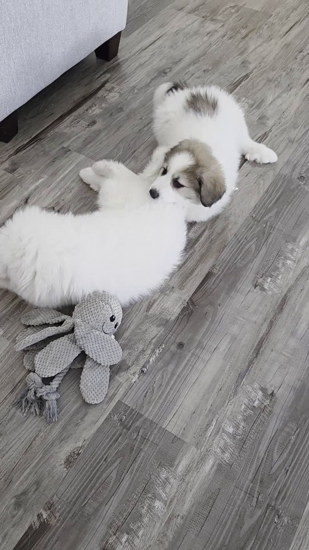 Great Pyrenees dogs for sale: Spot - Video 2