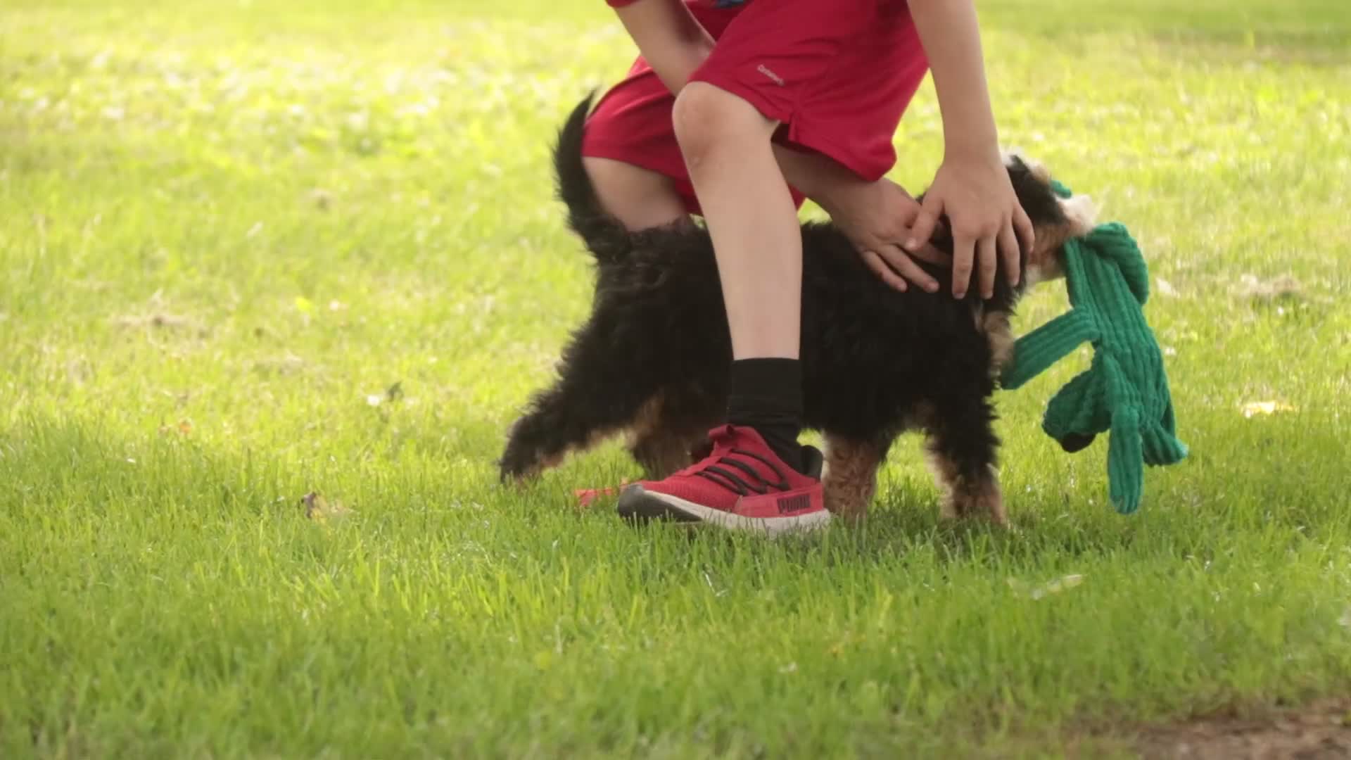 Mini Bernedoodle dogs for sale: Mooney Mini Bernedoodle  - Video 4