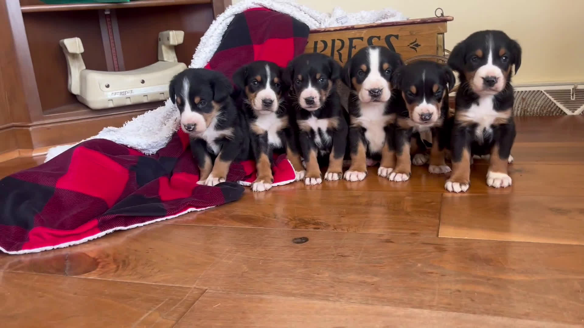 Greater Swiss Mountain Dog dogs for sale: Violet🐾❤️AKC Hip CERT ❤️🐾Call 717-859-8731 - Video 1