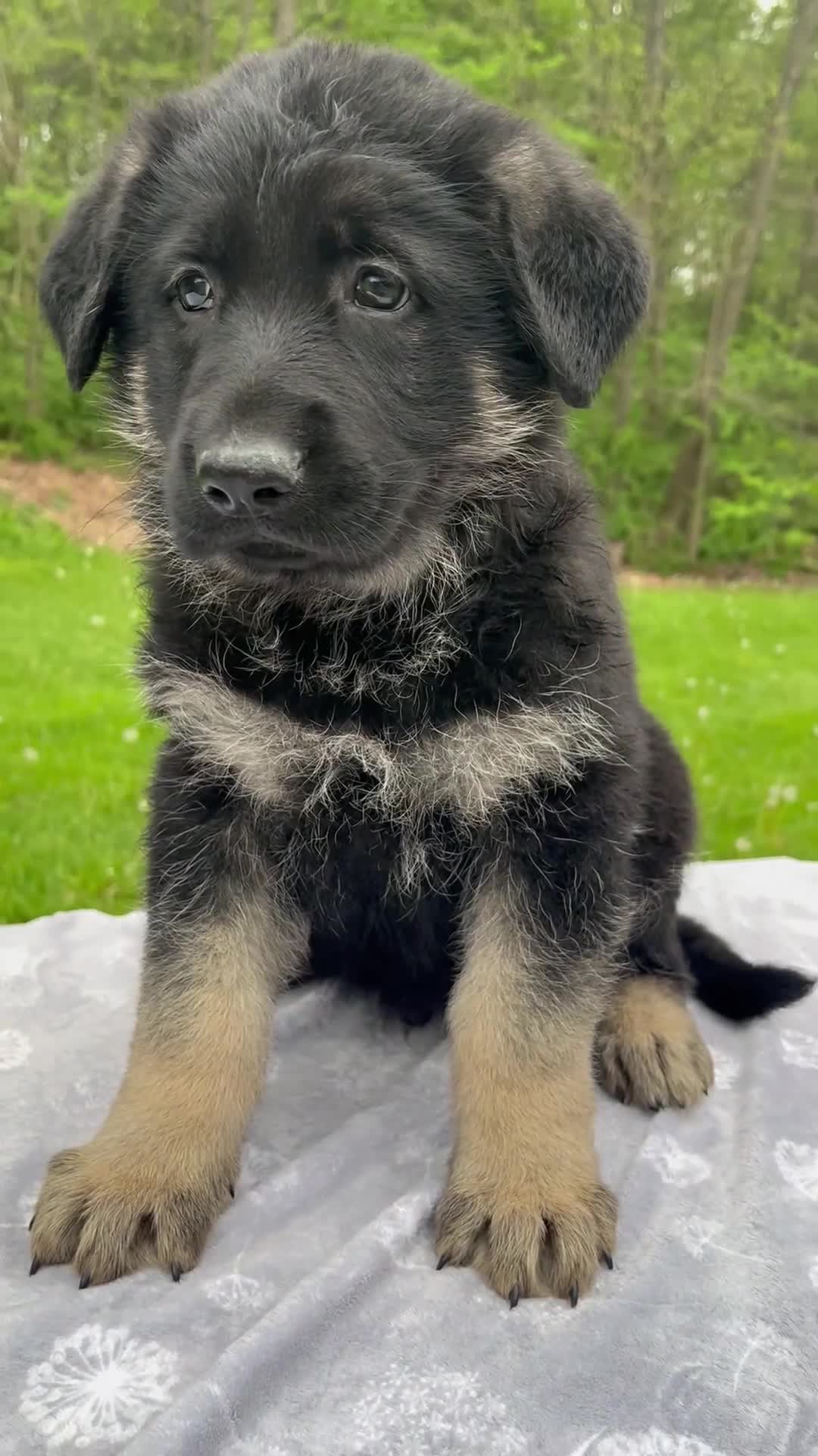 German Shepherd dogs for sale: Moon - Video 1